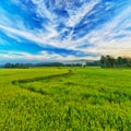 Paddy rice panorama Royalty Free Stock Photo