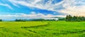 Paddy rice panorama