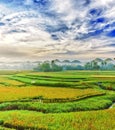 Paddy rice panorama Royalty Free Stock Photo