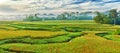 Paddy rice panorama Royalty Free Stock Photo