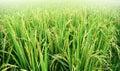 Paddy rice plant in rice field , thailand