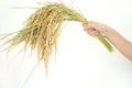 Paddy rice, rice grain yield Royalty Free Stock Photo
