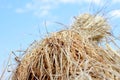 Paddy rice, rice grain yield spikes Royalty Free Stock Photo