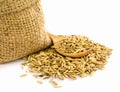 Paddy rice seed. Royalty Free Stock Photo