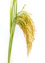Paddy rice seed. Royalty Free Stock Photo