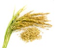 Paddy rice seed. Royalty Free Stock Photo