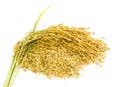 Paddy rice seed. Royalty Free Stock Photo