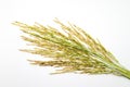 Paddy rice seed on white background Royalty Free Stock Photo