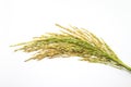 Paddy rice seed on white background