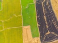 Paddy rice various plantation field yellow green and dry after harvest aerial view Royalty Free Stock Photo
