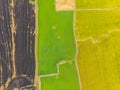 Paddy rice various plantation field yellow green and dry after harvest aerial view Royalty Free Stock Photo