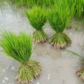 Paddy`s seeds, Bundle of Paddy`s seeds. Rice seeds