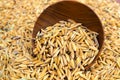 Paddy seed in wooden bowl background Royalty Free Stock Photo