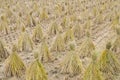 Paddy straw on farmland