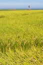 Paddy terrace farm near the sea