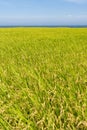 Paddy terrace farm near the sea