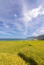 Paddy terrace farm near the sea