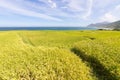 Paddy terrace farm near the sea