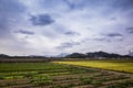 paddy terrace farm under sky