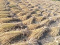 Paddy before threshing