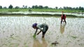 Paddy transplantation in Bhopal, Madhya Pradesh, India