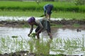 Paddy transplantation in Bhopal, Madhya Pradesh, India