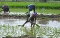 Paddy transplantation in Bhopal, Madhya Pradesh, India