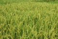 Paddy tree farming india or winter time paddy tree on out door Royalty Free Stock Photo