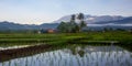 Paddy village rice farm .