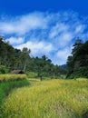 Paddy's field before harvesting time with forest background
