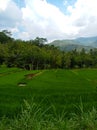Paddy's field, rural, forest and cloudy sky