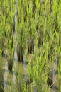 Paddyfield Royalty Free Stock Photo