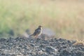 Paddyfield Pipit on the ground Royalty Free Stock Photo