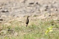 Paddyfield pipit Royalty Free Stock Photo