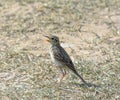 Paddyfield Pipit Royalty Free Stock Photo