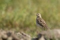 Paddyfield pipit in Nepal