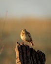 Paddyfield pipit or Oriental pipit or Anthus rufulus bird on beautiful perched at dhikala zone of jim corbett national park or