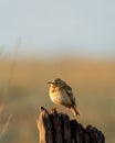 Paddyfield pipit or Oriental pipit bird on beautiful perched at dhikala zone of jim corbett national park or forest reserve
