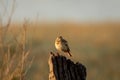 Paddyfield pipit or Oriental pipit or Anthus rufulus bird on beautiful perched at dhikala zone of jim corbett national park or