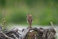 Paddyfield Pipit perched on a branch with a blurred green background