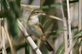 Paddyfield warbler Acrocephalus agricola close-up Royalty Free Stock Photo