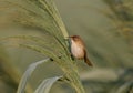 The paddyfield warbler Acrocephalus agricola Royalty Free Stock Photo