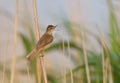 A Paddyfield warbler singing Royalty Free Stock Photo