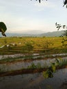 paddyfields during the day- scenery in the wonogiri village Royalty Free Stock Photo