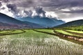 Paddyfields on the hillside