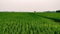 Paddyfiled With Green Background Royalty Free Stock Photo