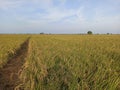 Paddys fields in the harvest season