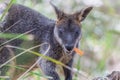 Pademelon eating native Australian marsupial mammal.