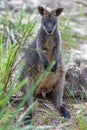 Pademelon eating- native Australian marsupial mammal portrait.