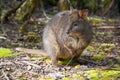 Pademelon Royalty Free Stock Photo